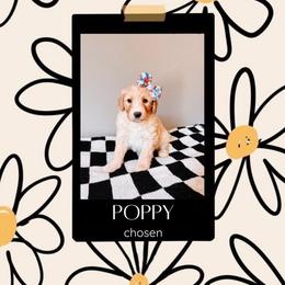 Poppy Pink Collar - Fawn and white female Sheepadoodle puppy in Republic, Missouri from DOOD & Co