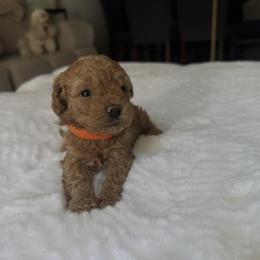 Berry - Red female Maltipoo puppy in San Diego, California from Maltipoos SD