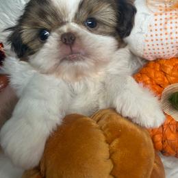 Merlot - Red and white male Shih Tzu puppy in Coolidge, Arizona from Shih Tzu’s  ‘N’ Love