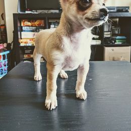 Chihuahua Puppies from Dauntless Chihuahuas