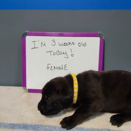 Ellie - Cane Corso puppy in Sturgeon Lake, Minnesota from Coffee Lake K9s