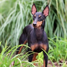 Penne - Manchester Terrier