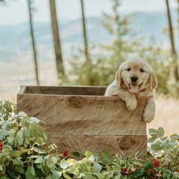 Golden Retriever Puppies from Elevation Retrievers