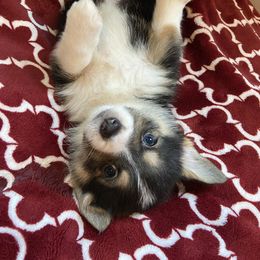 Pembroke Welsh Corgi Puppies from Columbine Corgis