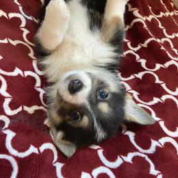 Pembroke Welsh Corgi Puppies from Columbine Corgis