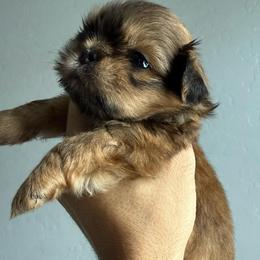 Birkin - Sable male Shih Tzu puppy in Gilbert, Arizona from 🌗 New Moon Shih Tzu 🌗
