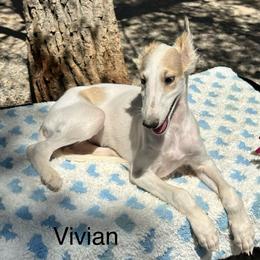 Vivian - White and red female Silken Windhound puppy in Pahrump, Nevada from Gwen Little's Borzois and Silken Windhounds