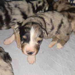 STITCH Blue merle (Natural Bobbed Tail) - Blue merle male Australian Shepherd puppy in Rainsville, Alabama from Chaparro Farm
