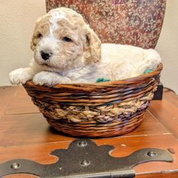 Tinsel - Parti female Goldendoodle puppy in Cambridge, Minnesota from Country Meadow Doodles