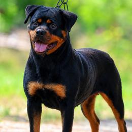 Jada - Black and mahogany female Rottweiler puppy in Michie, Tennessee from Schone Rasse Rottweilers