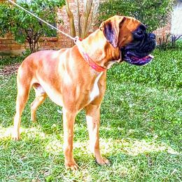 Khan - Boxer