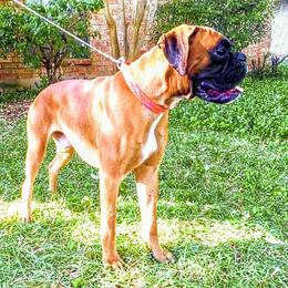 Khan - Boxer