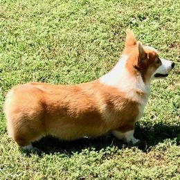 Pembroke Welsh Corgis from Cajun Creek