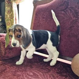 Coral - Black tan and white female Beagle puppy in Susanville, California from Homegrown Beagles