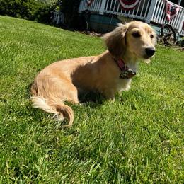 Patsy - Dachshund