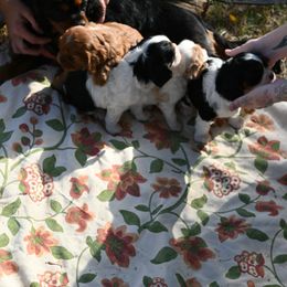 Cavalier King Charles Spaniel Puppies from Critter's Cottage Cavaliers