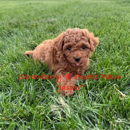 Poodle Puppies from Strawberry Poodle Patch
