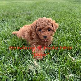 Poodle Puppies from Strawberry Poodle Patch