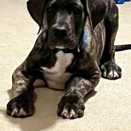 Great Dane Puppies from Mara Danes