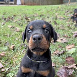 Abbadon - Black and rust male Doberman Pinscher puppy in Toney, Alabama from Bhon Mhuir Dobermanns