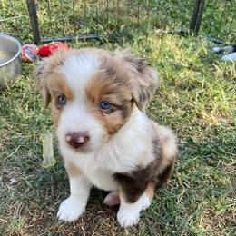 Rocky Road - Red merle female Miniature Australian Shepherd puppy in Sonora, California from Quarle Ranch Mini Aussies