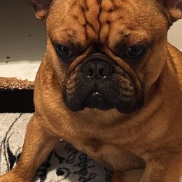 Baron - French Bulldog