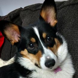 Pembroke Welsh Corgi All Grown Up from Wendy Munro