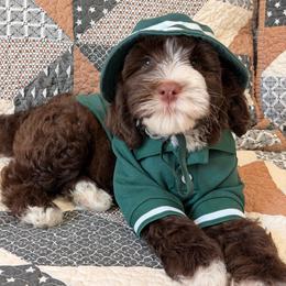 ANTHEM - Chocolate male Australian Labradoodle puppy in Valley Springs, California from Blue Denim Doodles