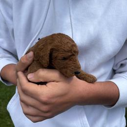 Blue - Red  male Poodle puppy in Pasco, Washington from Dayton Farms