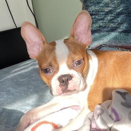 Boston Terrier Puppies from Angie's Little Bostons