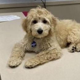 Goldendoodle Puppies from Melodies Daytona Doodles