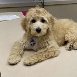 Goldendoodle Puppies from Melodies Daytona Doodles