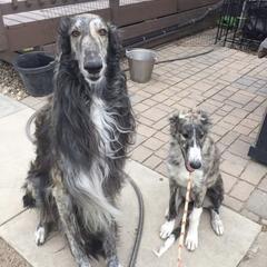 Borzois from Konza Borzoi
