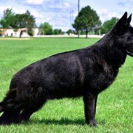 Reket - German Shepherd