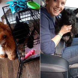 Scottish Terrier Puppies from Midwest Scotties