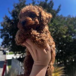 Boy 2 - Red  male Poodle puppy in Riverside, California from Poodles