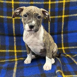 Red Brindle - Red brindle female American Pit Bull Terrier puppy in Nine Mile Falls, Washington from Bartin Kennels