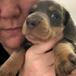 Blitzen AKC - Blue and tan female Dachshund puppy in Erie, Michigan from Champagne’s Grinch Toe’d Dachshunds