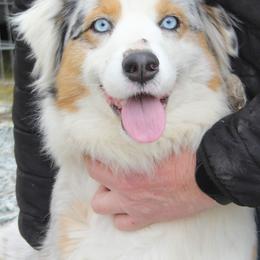 Aurora - Australian Shepherd