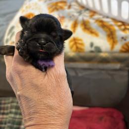 Purple collar - Black and tan female Shih Tzu puppy in Kosciusko, Mississippi from The Dog House LLC