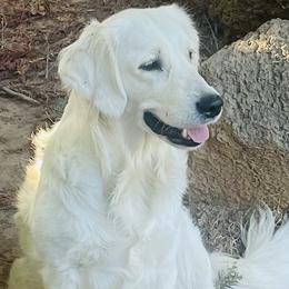 Golden Retriever puppies from Sadie Lane Family Goldens