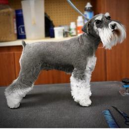 Rumor - Miniature Schnauzer