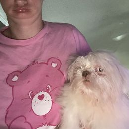 Duke - White male Shih Tzu puppy in Double Springs, Alabama from Little Friends Kennel