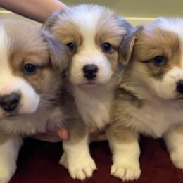 Pembroke Welsh Corgis from Esther's Pembroke Welsh Corgis