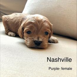 Nashville - Buff and white female Cockapoo puppy in Spring Valley, Wisconsin from Filipiak Breeders