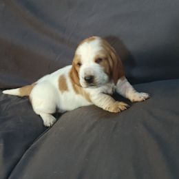 Pink girl - Lemon and white female Basset Hound puppy in Santa Rosa, California from Redwood Coast bassetts