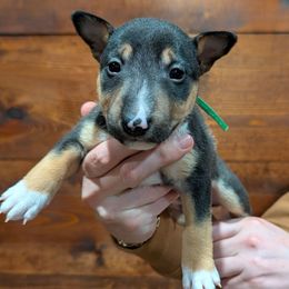 Elton John - Black and tan male Miniature Bull Terrier puppy in London, Kentucky from Barton's Miniature Bull Terrier