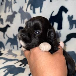 Cookies black female - Black female Miniature Schnauzer puppy in Forest, Virginia from Prestige Kennel LLC