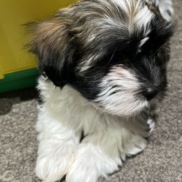 Cotons de Tulear and Havanese from New Canyon Havanese & Coton Puppies
