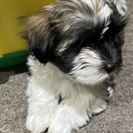 Cotons de Tulear and Havanese from New Canyon Havanese & Coton Puppies